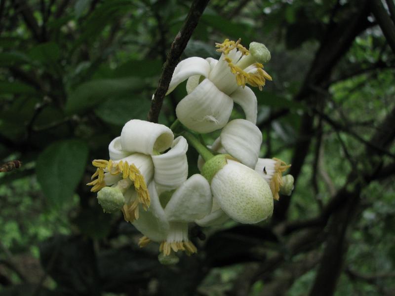 文旦花根柚子花.